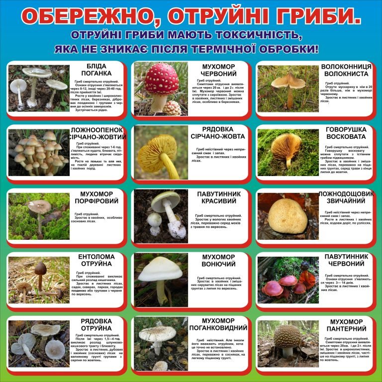 Обережно: як відрізнити отруйні гриби в природі