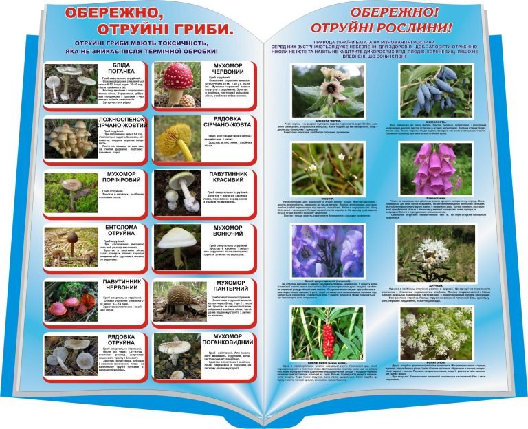 Обережно! отруйні гриби та рослини у школі