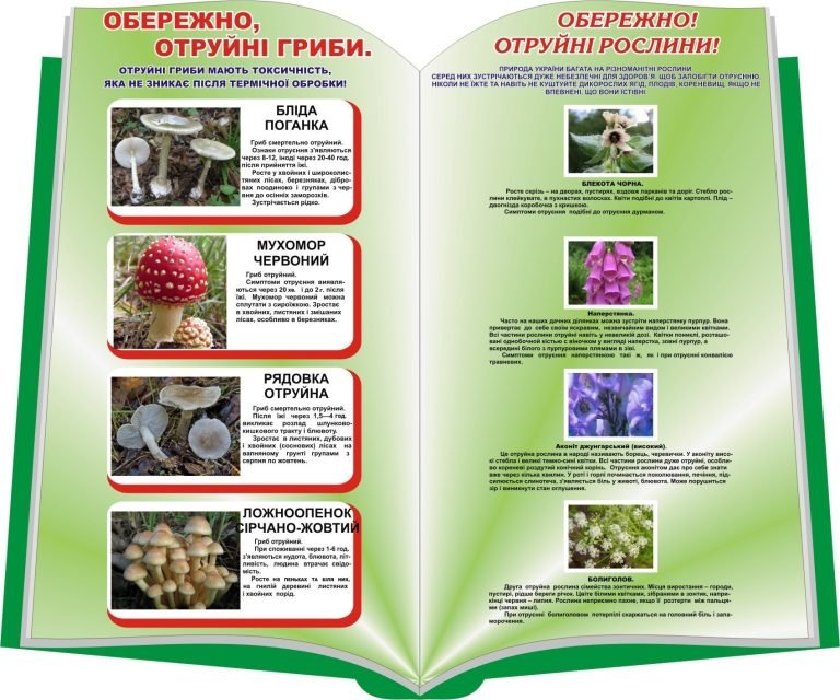 Попереджайте учнів: небезпечні гриби та рослини!