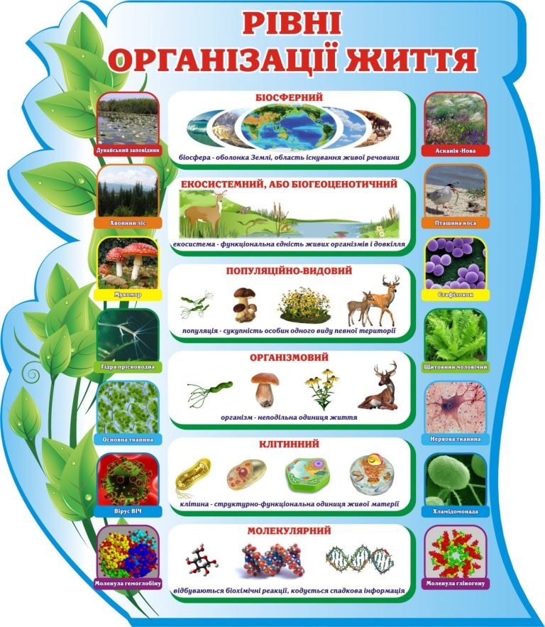 Візуалізація рівнів організації життя для шкільних кабінетів