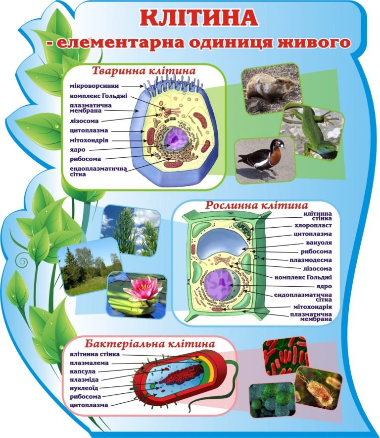 Будова клітини: цікава наука для школярів