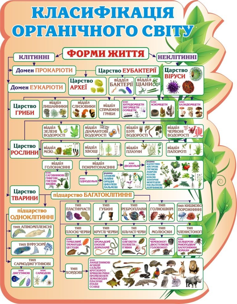 Оформлення кабінету біології: класифікація органічного світу