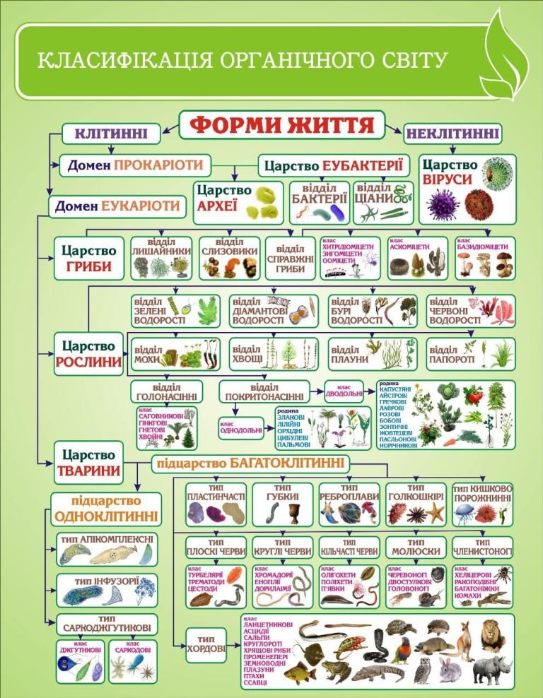 Класифікація органічного світу для шкільного кабінету біології.