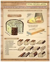 Структура деревини та види пиломатеріалів