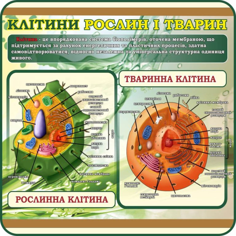 Порівняння клітин рослин і тварин для школярів