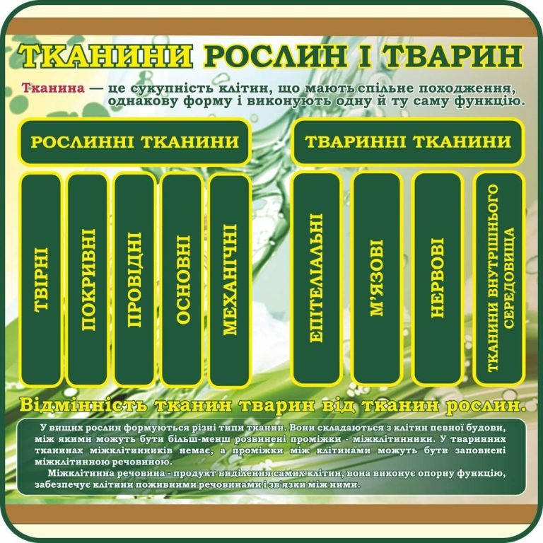 Дізнайтеся більше про тканини рослин та тварин!