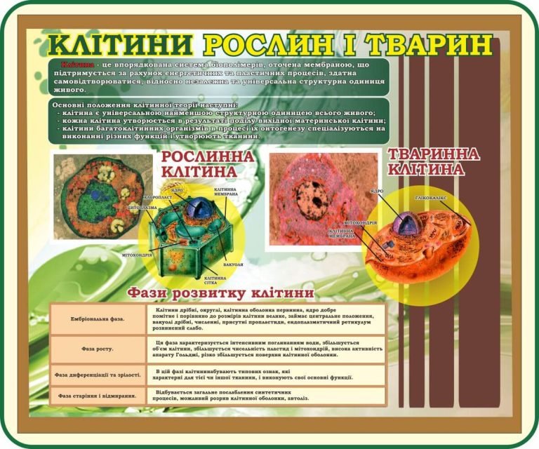 Особливості клітин рослин і тварин у школі