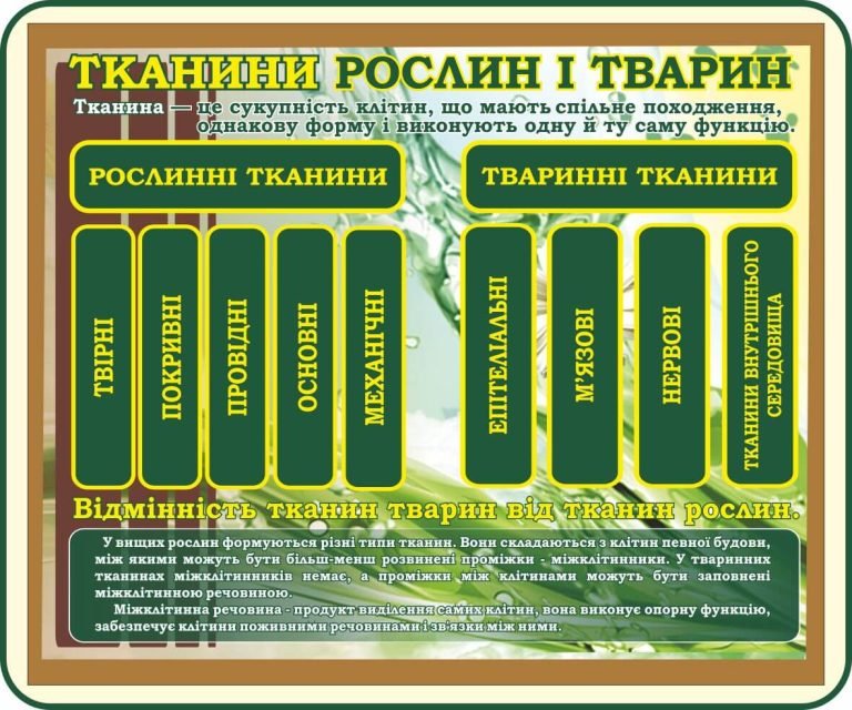 Сучасний підхід до біології: тканини рослин та тварин