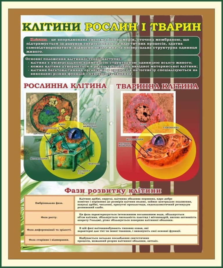 Оформлення шкільного кабінету з біології: клітини рослин і тварин.