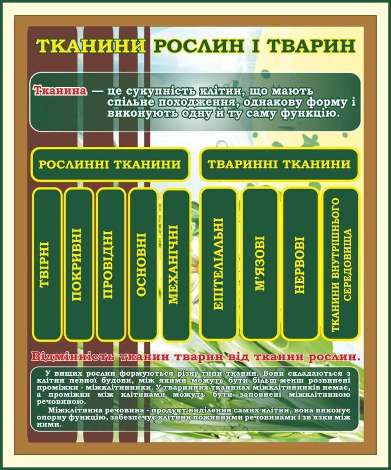 Оформлення біологічного кабінету: тканини рослин і тварин