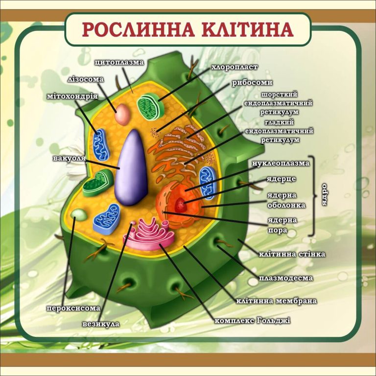 Оформлення кабінету біології: модель рослинної клітини