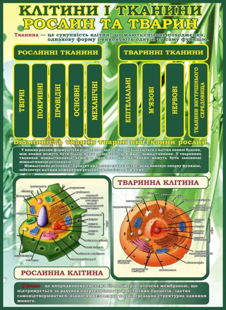Вивчення клітин: порівняння рослин і тварин