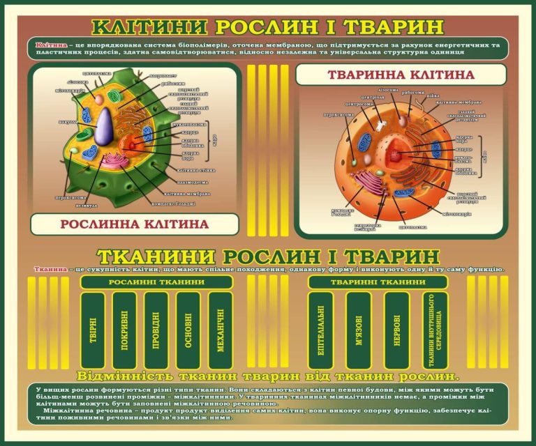 Оформлення шкільного кабінету біології: клітини і тканини