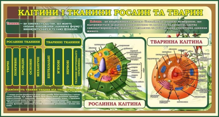 Будова клітин: інтерактивне навчальне оформлення кабінету біології