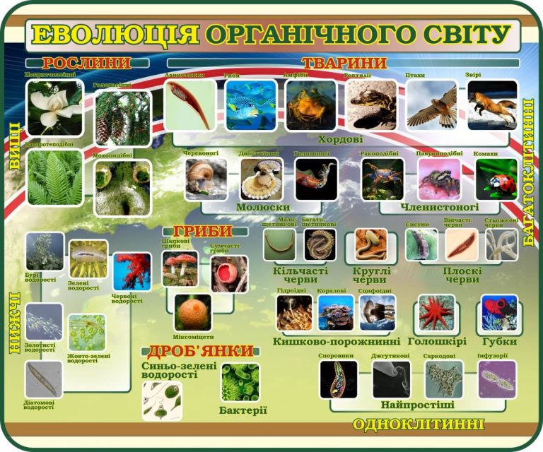 Цікаві стенди для вивчення еволюції органічного світу
