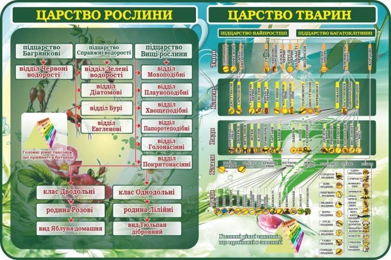 Оформлення шкільного кабінету: царства рослин і тварин