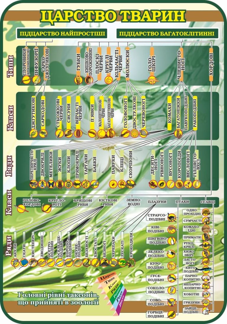 Зоологічне царство: від найпростіших до ссавців