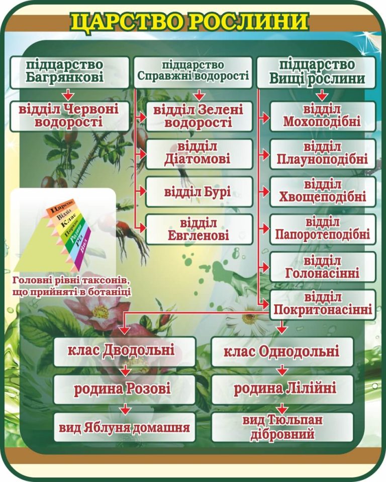 Стенд'Царство рослини' для шкільного класу біології