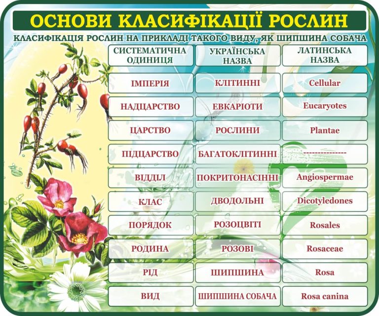 Кольоровий стенд для вивчення класифікації рослин