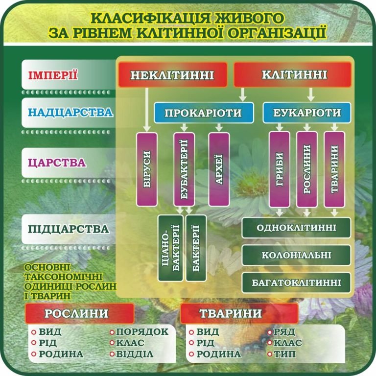 Класифікація живого: зрозумійте світ клітинної будови