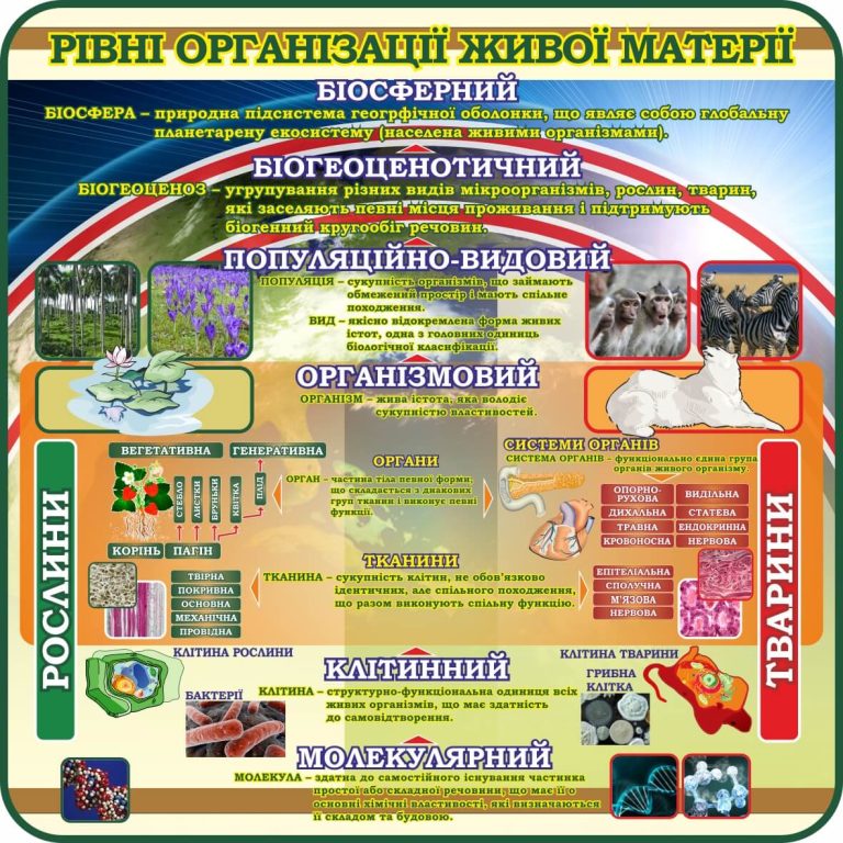 Рівні організації живої матерії: освітній стенд для кабінету біології