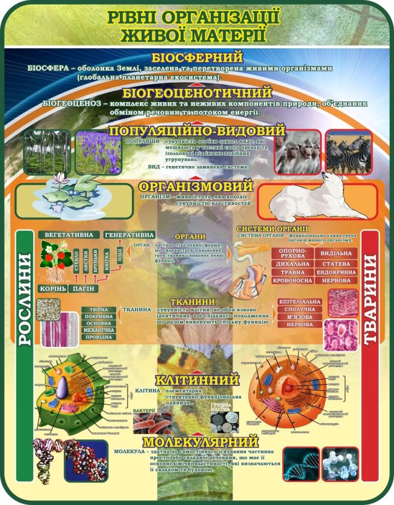 Ефективне навчання: рівні організації живої матерії