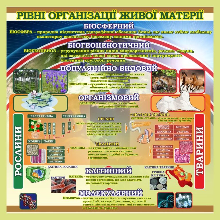 Оформлення кабінету біології: розуміння організації життя