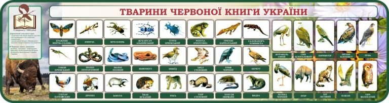 Вивчення тварин червоної книги у школі