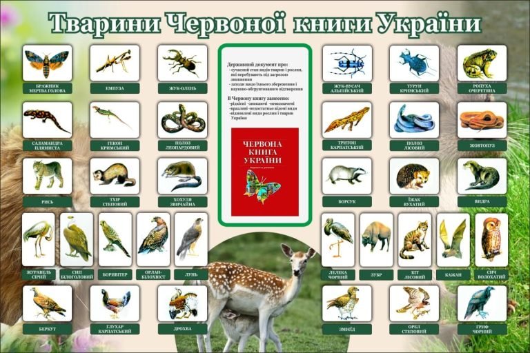 Тварини Червоної книги України: освітній стенд для школи