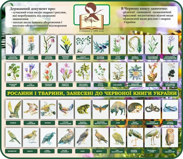 Рослини і тварини Червоної книги в вашій школі