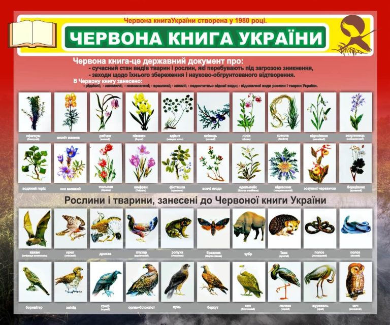 Оформлення кабінету: знайомимося з Червоною книгою України