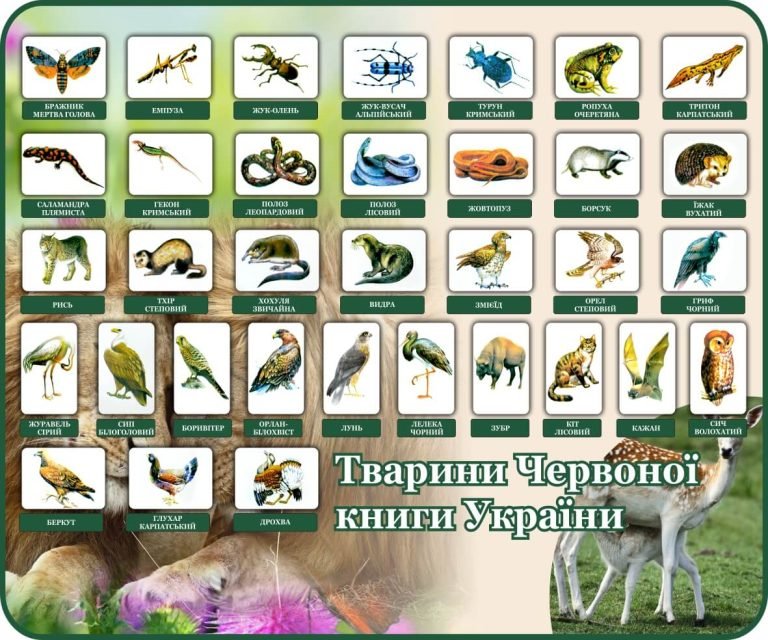 Пізнаємо тварин Червоної книги України разом