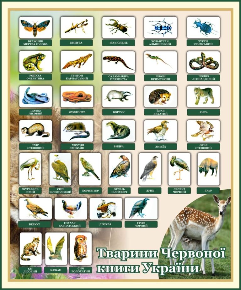 Тварини Червоної книги в шкільному оформленні