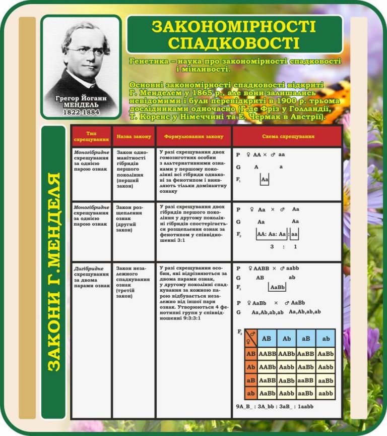 Основи генетики: стенд для класу біології