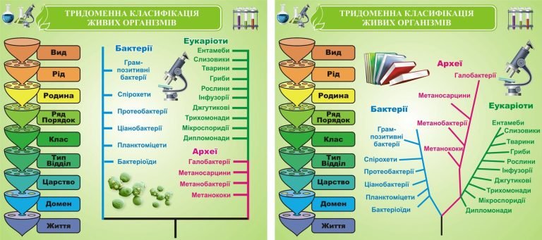 Біологічні стенди: наочна класифікація живих організмів